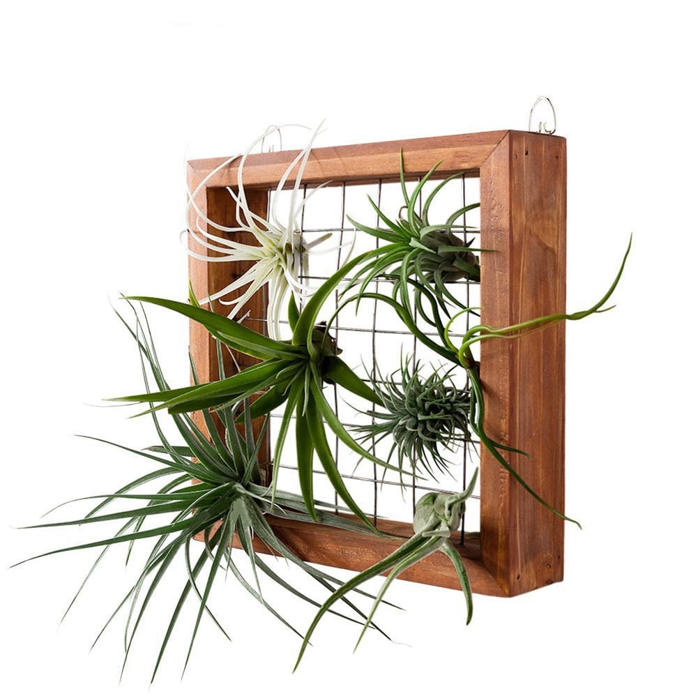 Air Plants Frame Wall Holder Air Plants Hanger Wall Display Flower