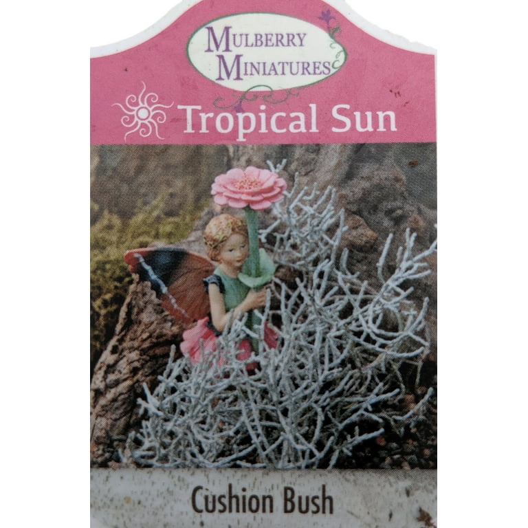 Cushion Bush - Leucophyta brownii- 2.5" Pot - Terrarium/Fairy Garden/House  Plant - Walmart.com