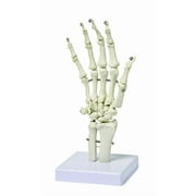 Walter Products B10210 Human Hand Skeleton Model on Base, Life Size, Articulated, 10 x 4.5 x 4.5 Inches