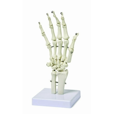 Walter Products B10210 Human Hand Skeleton Model on Base, Life Size, Articulated, 10 x 4.5 x 4.5 Inches