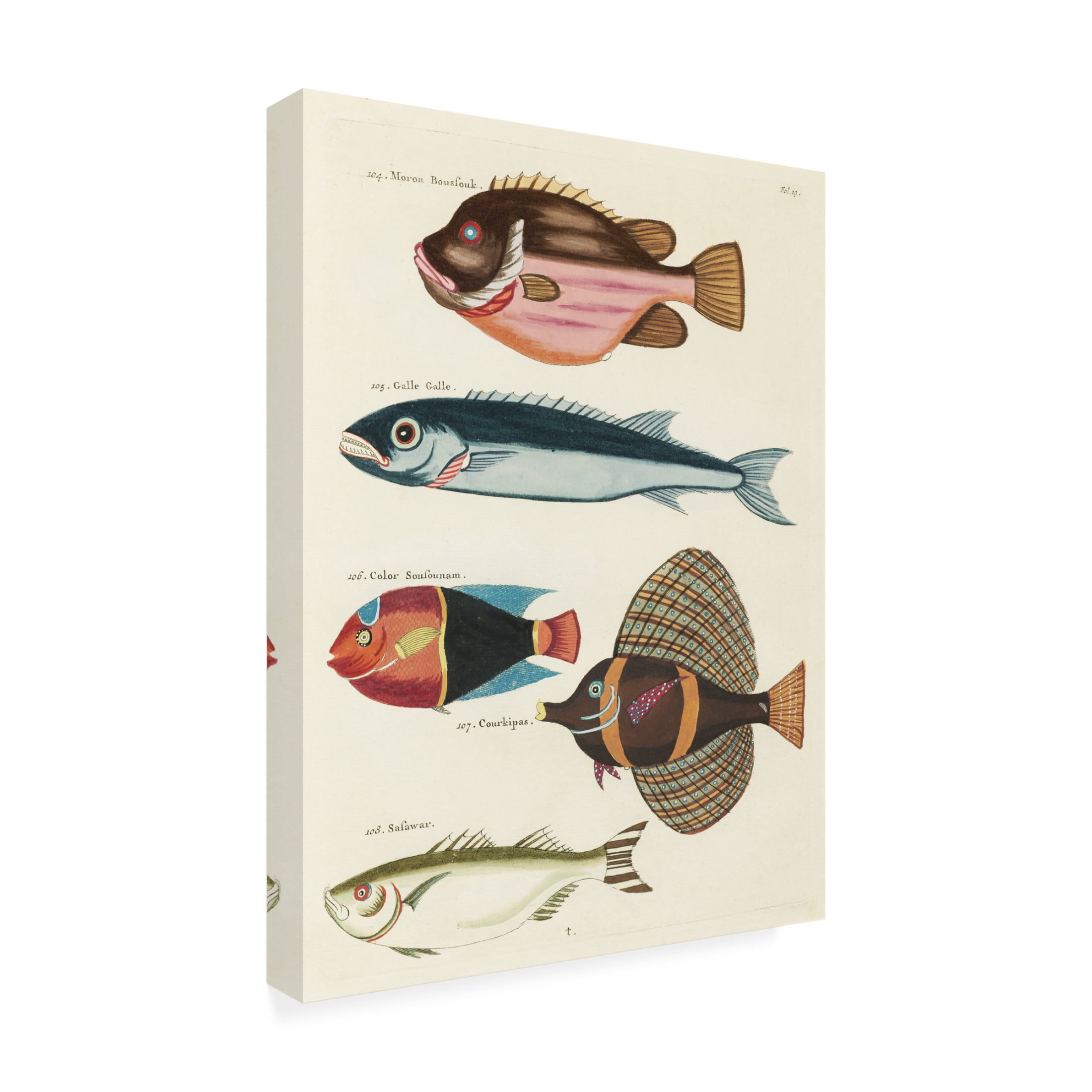 Trademark Fine Art Louis Renard Renard Tropical Fish IV Canvas Wall Art