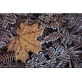 thumbnail image 2 of Mahan, Kathy 18x13 Black Ornate Wood Framed with Double Matting Museum Art Print Titled - Maple Leaf and Bracken Ferns I, 2 of 4