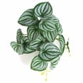 thumbnail image 4 of Una variedad de plantas de simulación opcionales, mini hojas de tortuga, impresión 3D, goma de mascar, hojas de sandía, decoración del hogar, planta verde en maceta, 4 of 6