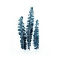 thumbnail image 2 of Urban Epiphany 15x18 White Modern Wood Framed Museum Art Print Titled - Fern Fronds Baltic Sea, 2 of 4