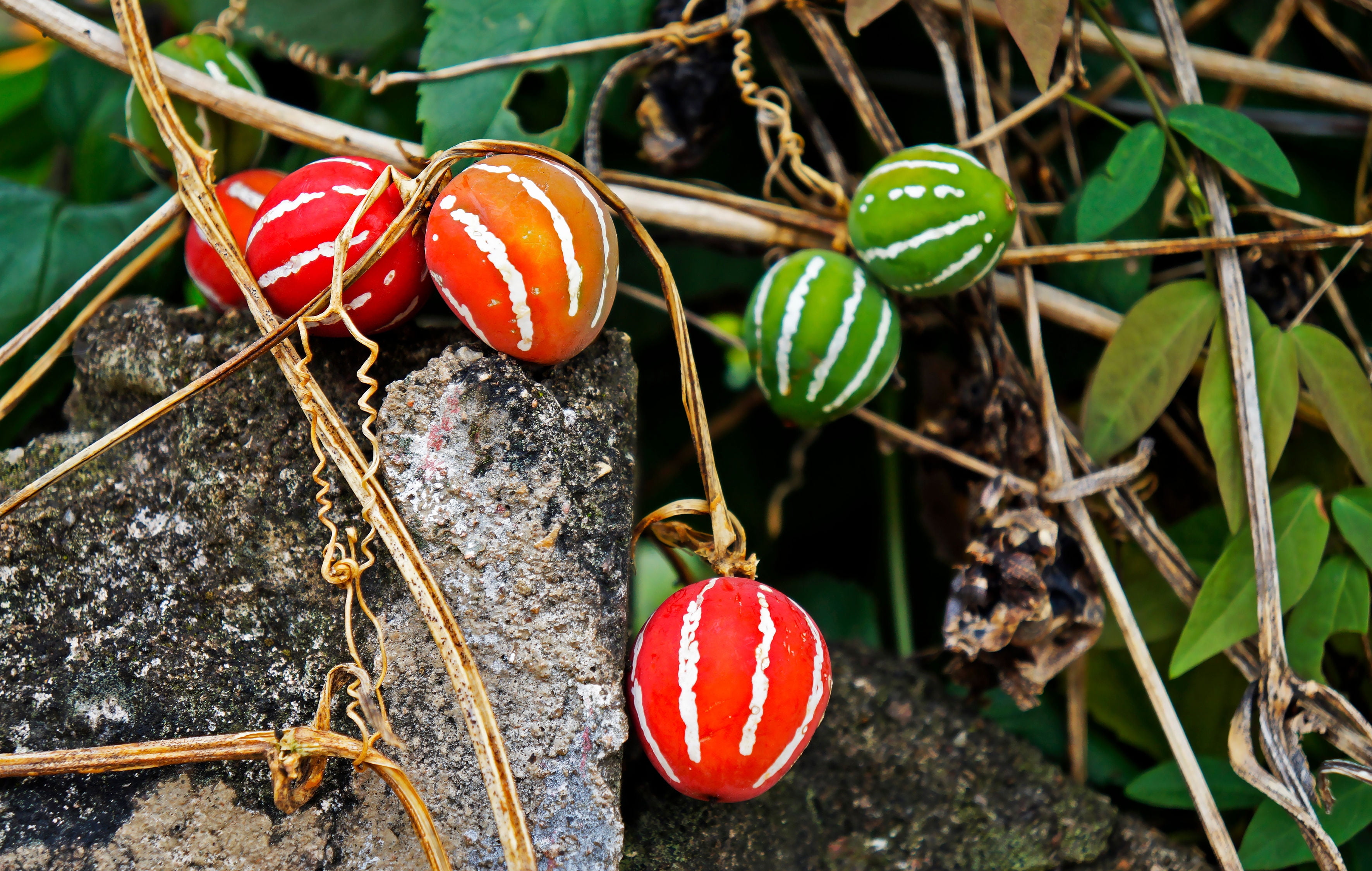 SEEDS = = =10 SeedsMarble Vine Decorative Ornamental