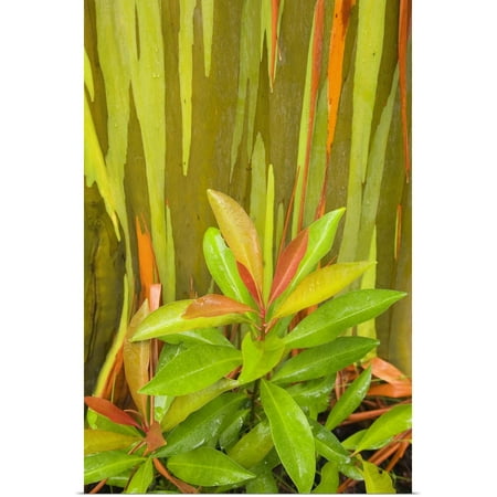 Great BIG Canvas | Rolled Ron Dahlquist Poster Print entitled Hawaii, Maui, Hana, Leafy Bush And Rainbow Eucalyptus Tree