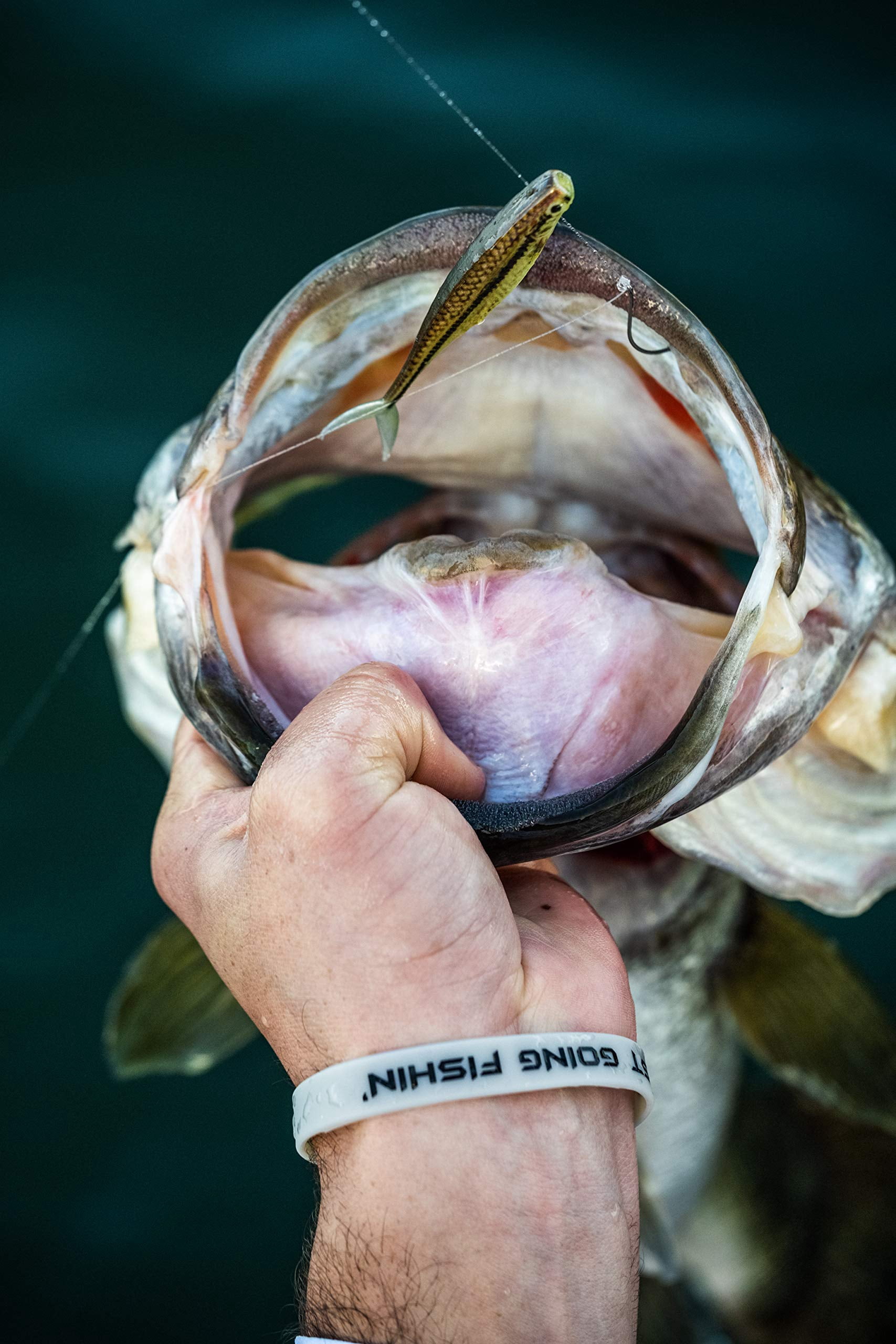 Berkley PowerBait The Champ Minnow Soft Fishing Bait