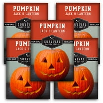 5 Packs Jack-O-Lantern Pumpkin Seed - Non-GMO Heirloom Full Sun Annual Vegetable