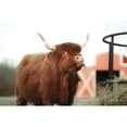 thumbnail image 3 of Diener, Dakota 14x11 Black Modern Framed Museum Art Print Titled - Hungry Cow II, 3 of 5