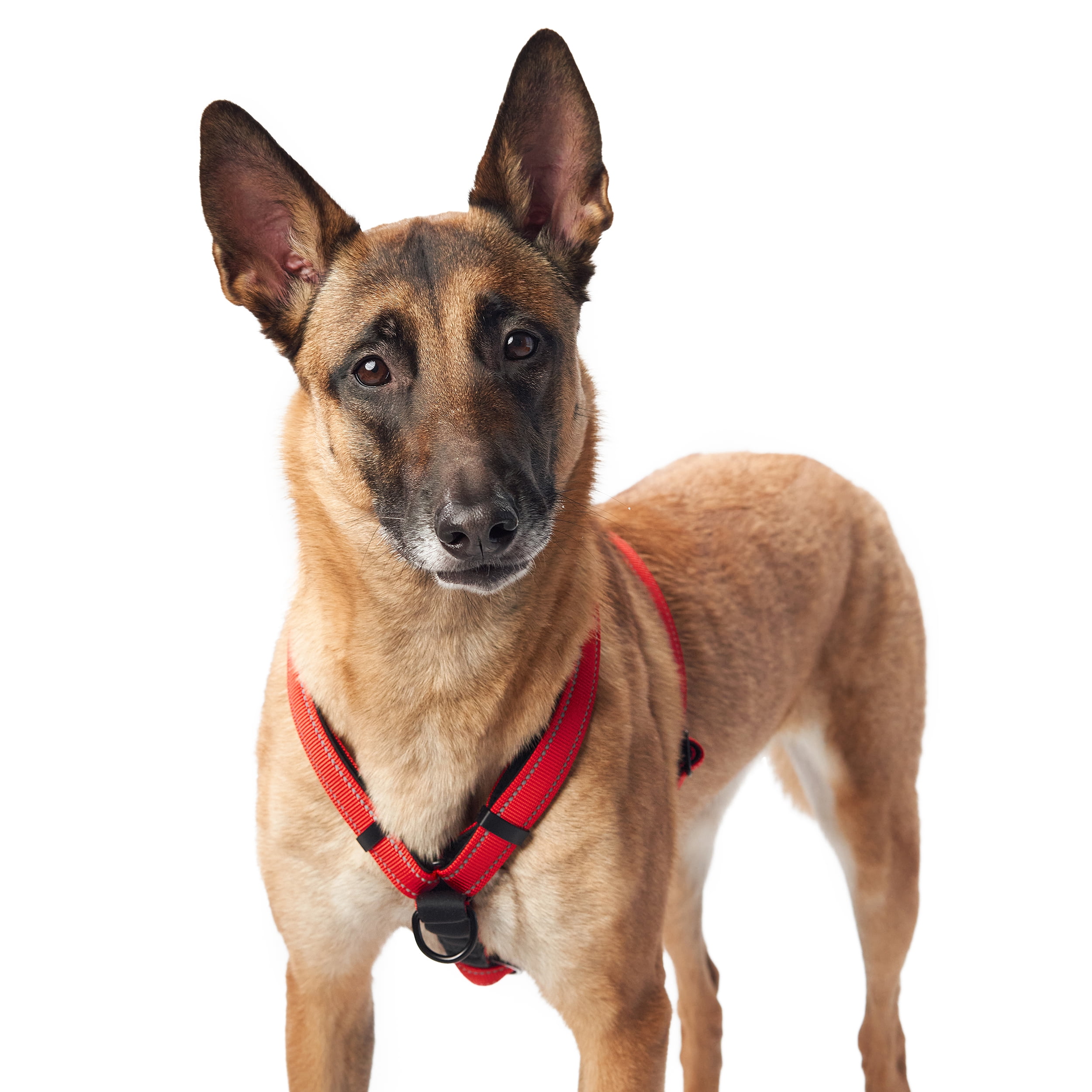 Sporn Nylon Non-Pulling Dog Harness, Red, M/L (22" to 30" Chest Size)