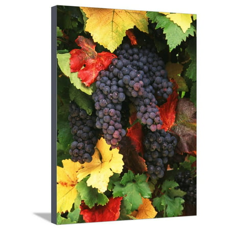 View of Pinot Noir Grape, Willamette Valley, Oregon, USA Stretched Canvas Print Wall Art By Stuart