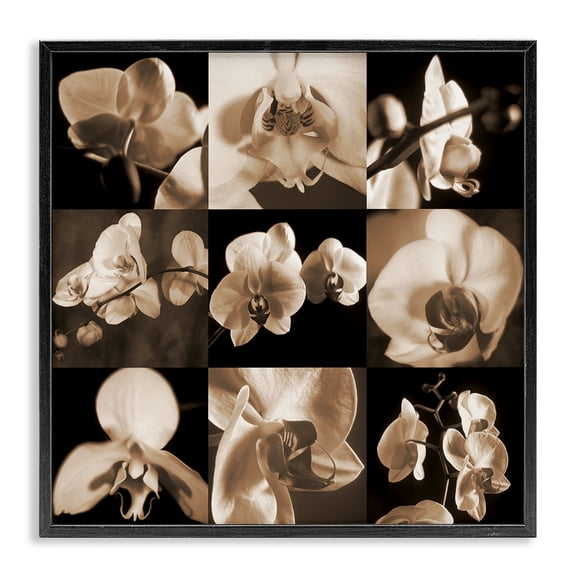 Stupell Industries Transitional Sepia Orchid Varied Photography Black Framed Giclee Art, 12 x 12, by Caroline Kelly