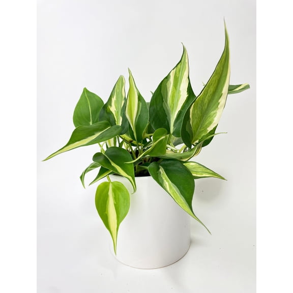 Philodendron Hederaceum Silver Stripe | Stunning Trailing Houseplant with Striking Heart-Shaped Leaves | Live Indoor Plant