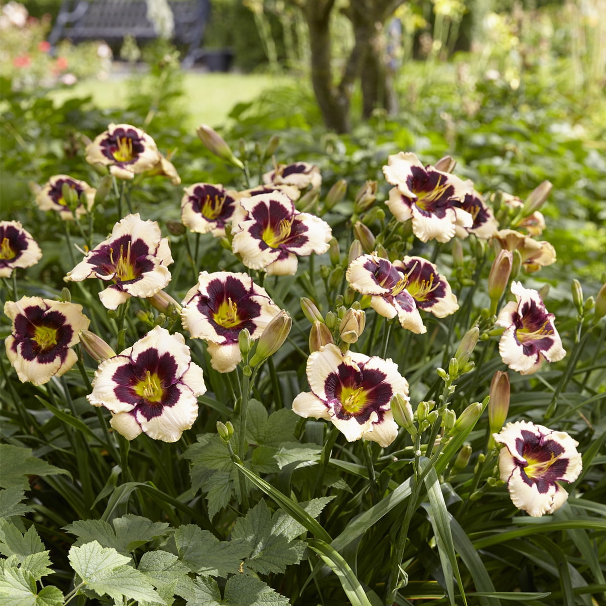 Van Zyverden Daylilies Celebration of Angeles 5 Plant Roots Multicolor Partial Sun Flowering