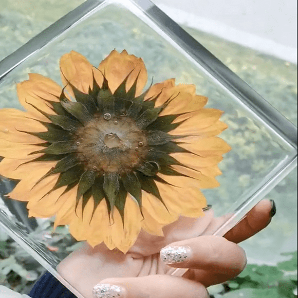 Plantas secas Yinane de girasol reales para artesanía de fabricación de joyas de resina