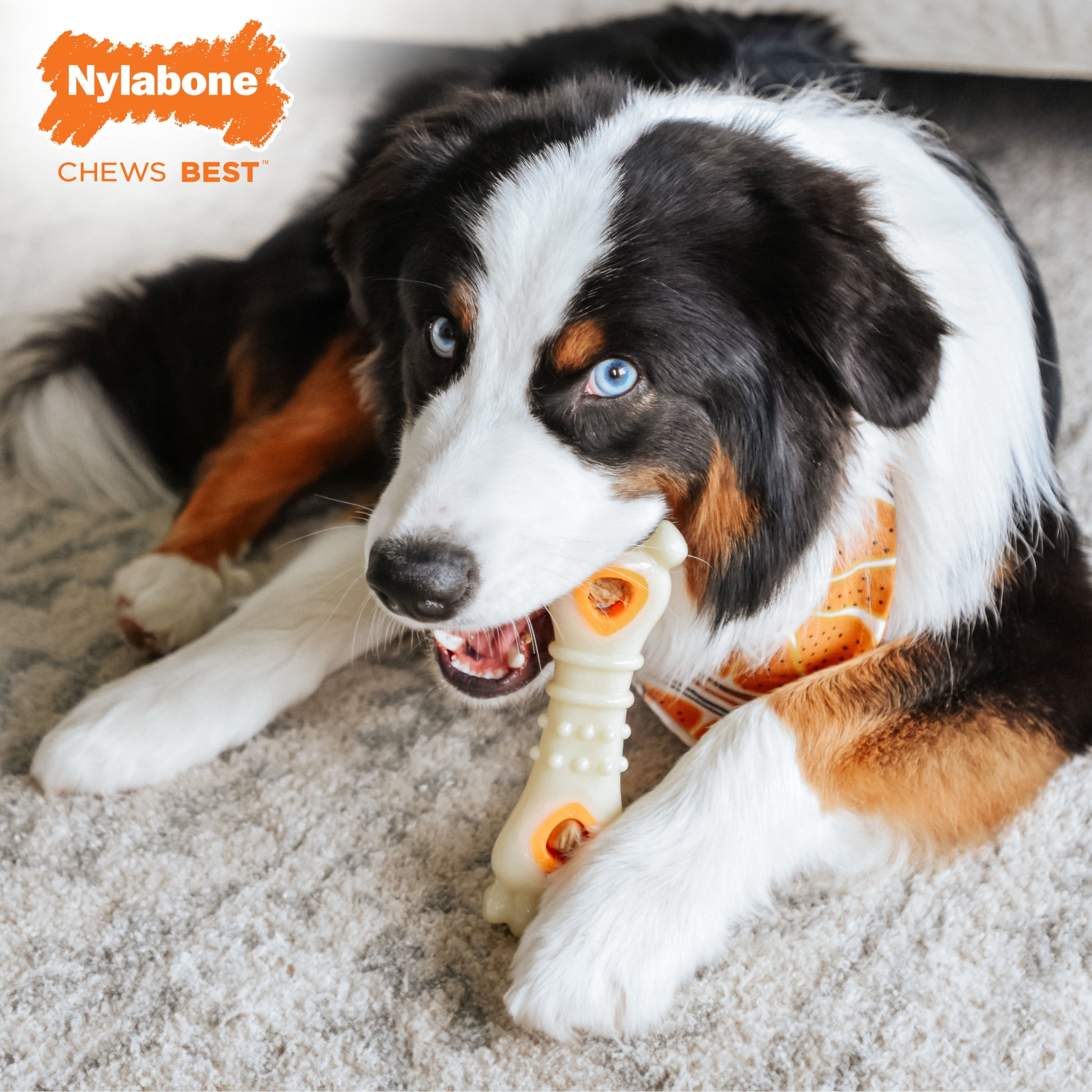Nylabone Pop-In Treat Toy Dog Treat Refills, Natural Dog Biscuits, Chicken Flavor, 90 Count