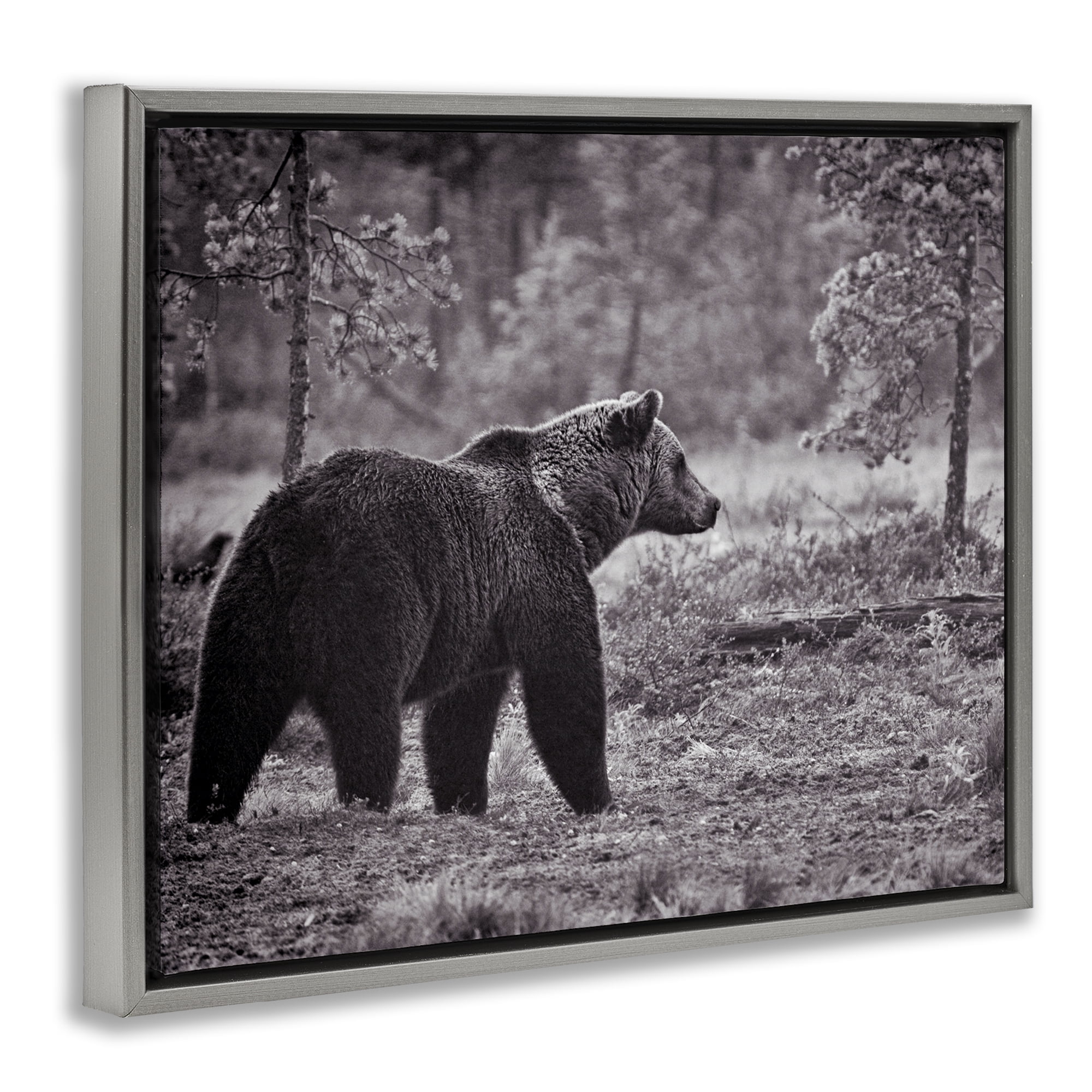 Stupell Industries Bear Stepping in Forest Animals & Insects Photography Gray Floater Framed Canvas Art Print Wall Art, 31 x 25