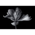thumbnail image 3 of Myles, Penny 18x13 Black Modern Framed Museum Art Print Titled - Tulipa Exotic Emperor, 3 of 5