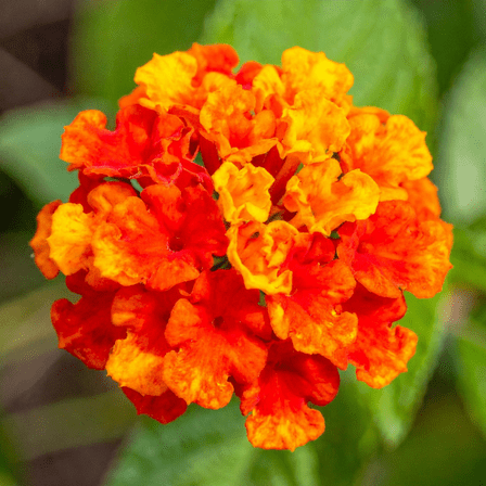 Set 3 Lantana Plants Live, Trailing Lantana Plants Live, Bright Orange Flowers, 4 - 6 Inches Tall, Lantana Flower Plant for Outdoor Growing