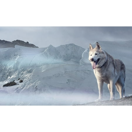 Canvas Print Glacier Ice Age Dog Cold Climate Winter Husky Stretched Canvas 32 x (Best Dogs For Cold Climates)