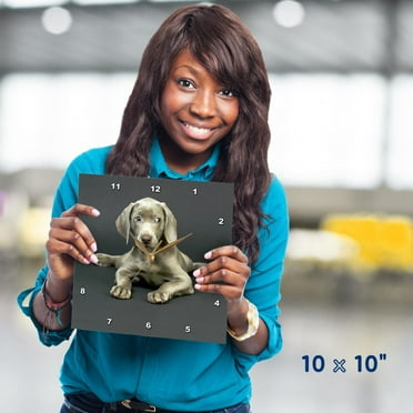 3dRose, Weimaraner Puppy, 10x10 Wall Clock