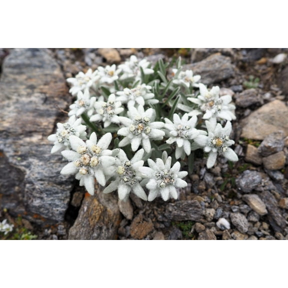 Seedville 50 Edelweiss Leontopodium Alpinum White Flower Plant Seeds