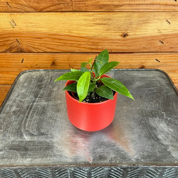 Hoya Limoniaca, 2" Plant, The Plant Farm