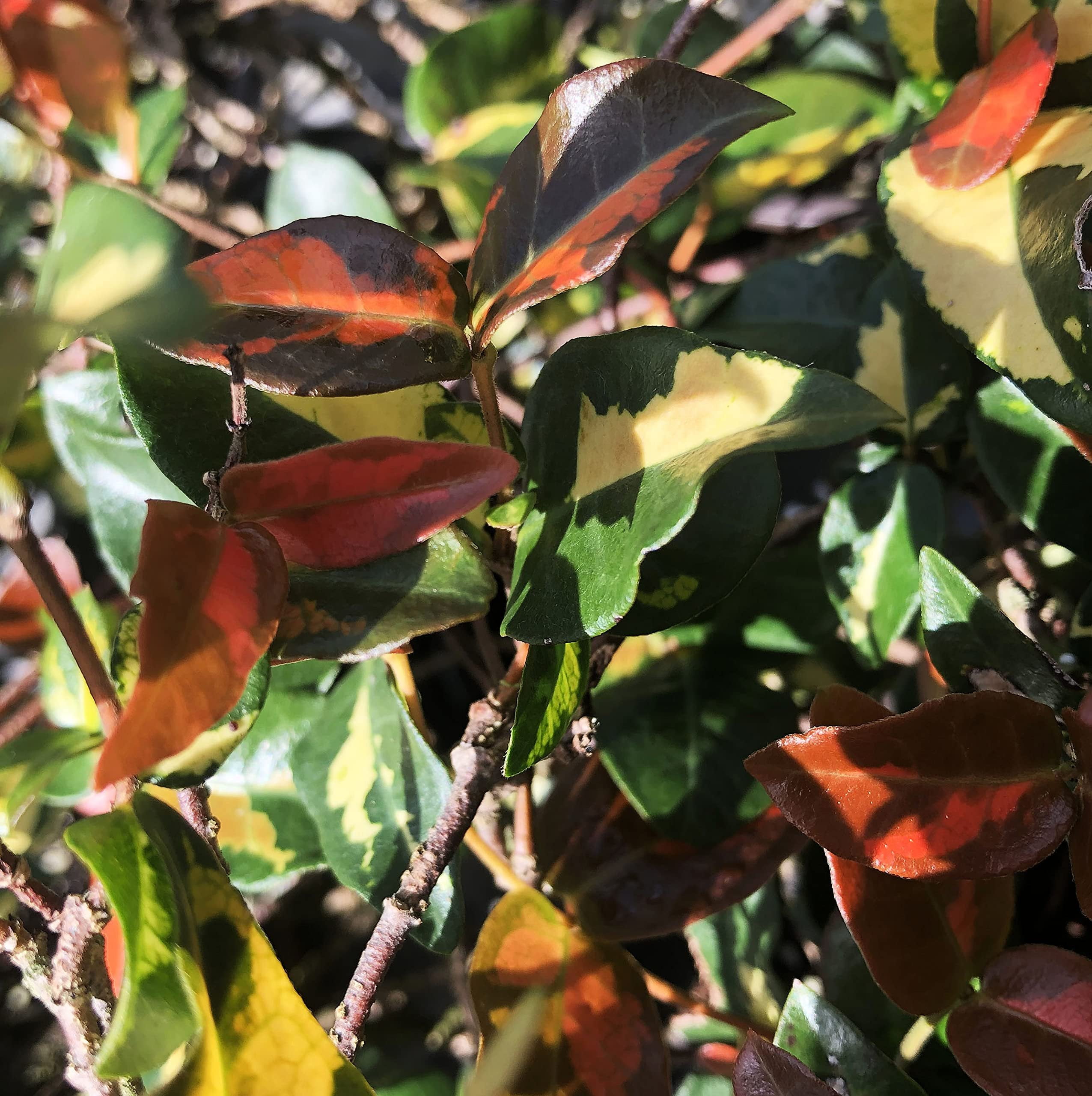 Summer Sunset Jasmine I 5 Live 4 Inch Pots I Trachelospermum Asiaticum I Vibrant Orange-Red Blooms for Sunny Gardens, Easy-to-Grow, Drought-Resistant, Ideal for Patios and Landscaping