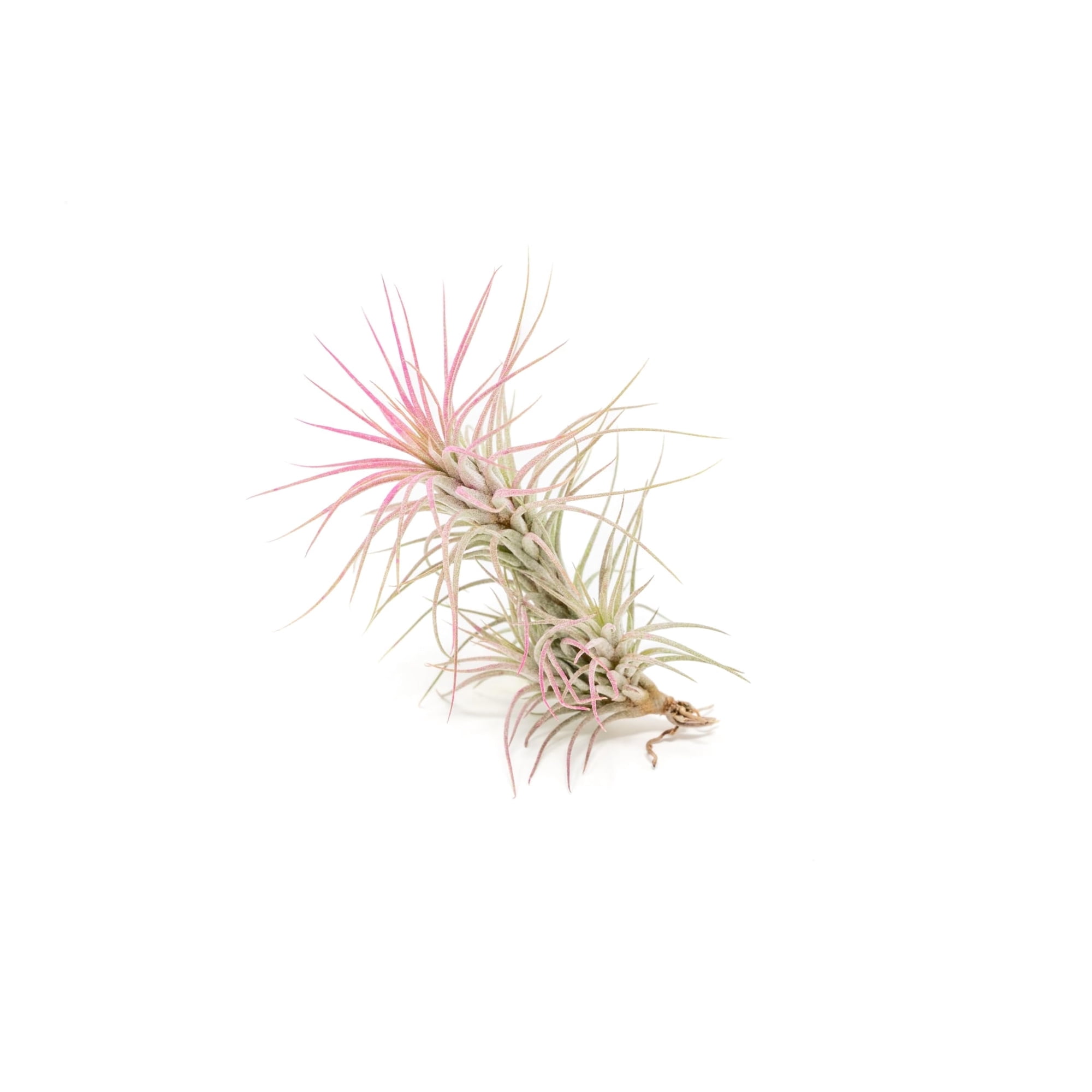 Raspberry Colorful Tillandsia Air Plants - Long Lasting Color Enhanced Live Tillandsia Succulent House Plants - Home and Garden Decor - Easy Care Indoor/Outdoor Plants (Funckiana, Single)