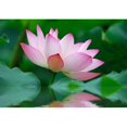 thumbnail image 2 of wall26 - Close-up of beatiful pink lotus - Removable Wall Mural | Self-adhesive Large Wallpaper - 66x96 inches, 2 of 5