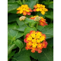 Daylily Nursery Lantana 6' Confetti Live Plants in 4" Pots (2 Count), Naturally Repels Mosquitoes