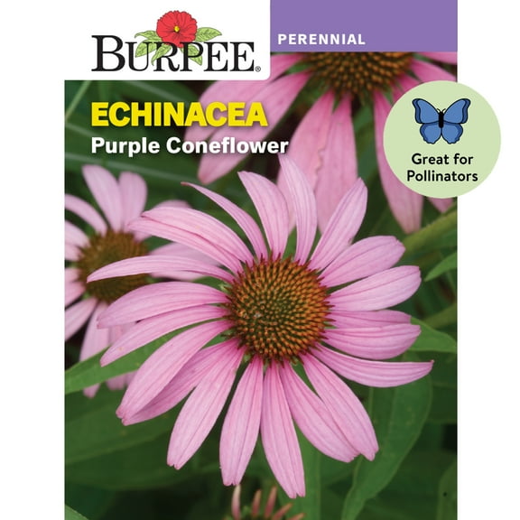 Burpee Purple Coneflower Echinacea Seed, Perennial Flower, Full Sun