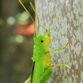 thumbnail image 6 of 2pcs Simulation Grasshopper Ornaments Outdoor Lawn Ornaments Outdoor Tabletop Decor Dining Table Centerpieces Sculpture Grasshopper Garden Ornament Metal Model Iron, 6 of 10