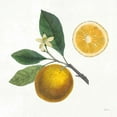 thumbnail image 2 of Schlabach, Sue 15x15 Gold Ornate Wood Framed with Double Matting Museum Art Print Titled - Classic Citrus II, 2 of 4