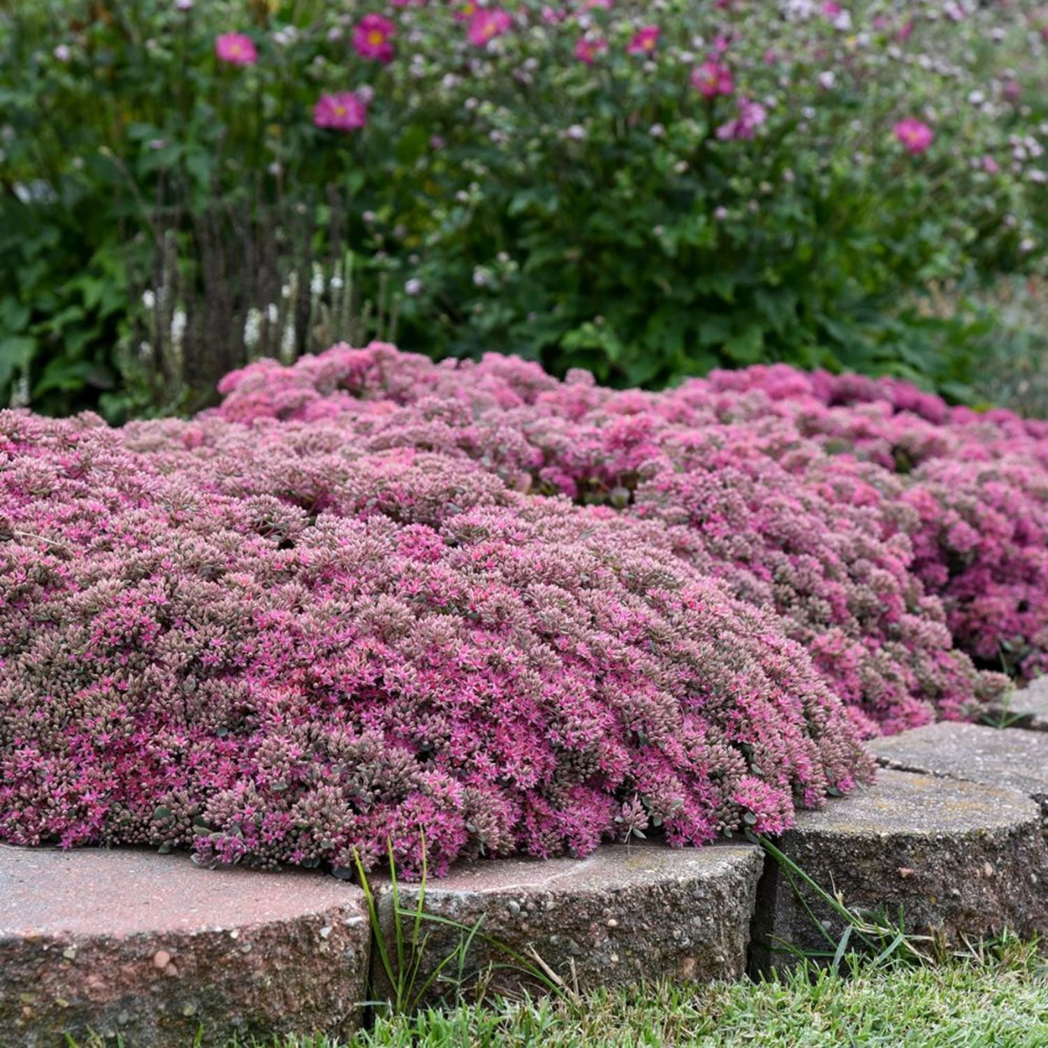 Proven Winners 5" Pink Rock 'N Round 'Popstar' Stonecrop Live Plant in 4.5" Pot (4 Count)