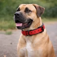 thumbnail image 2 of Collier pour Chien en Cuir Véritable Fait Main – Rouge avec Doublure Intérieure Noire, Boucle Réglable. Buddies Collars, 2 of 5