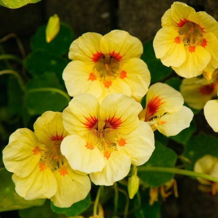 Nasturtium Seeds (Dwarf) Peach Melba 1 Ounce Yellow/Orange Flower