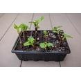 thumbnail image 5 of 3 Pack Seed Starting Tray, Plant Germination Trays, Seed Starter Kit with Adjustable Humidity Vented Dome, Plant Growing Kit 6.6" x 4.5", Total 36-Cell, Black, 5 of 5