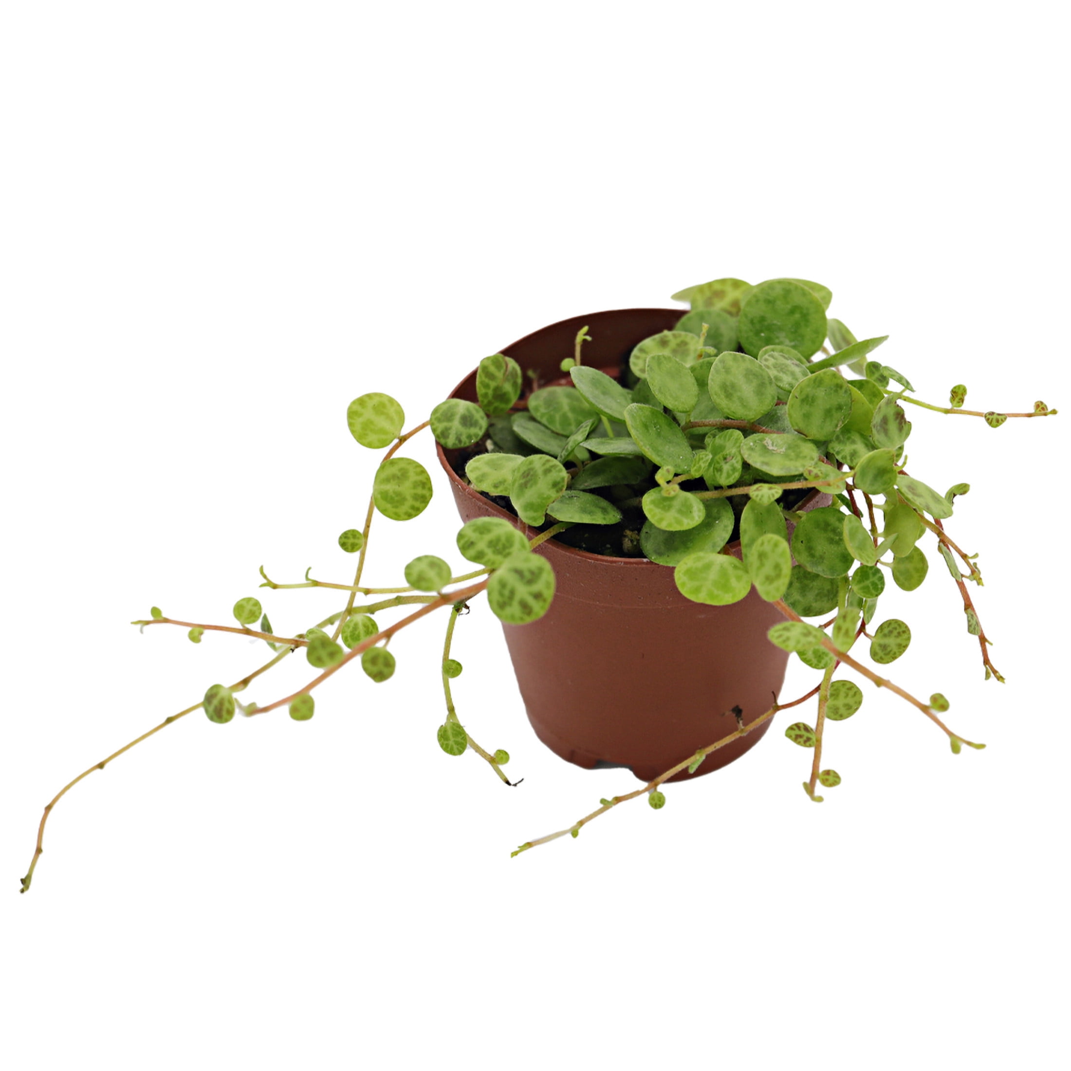 ReptiCulture String of Turtles Peperomia Tropical 2" Pot 3 pk