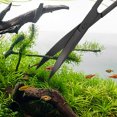 thumbnail image 4 of Aquatic Plant Scissors Stainless Steel Wave Scissors for Fish Tank Plants, 4 of 5