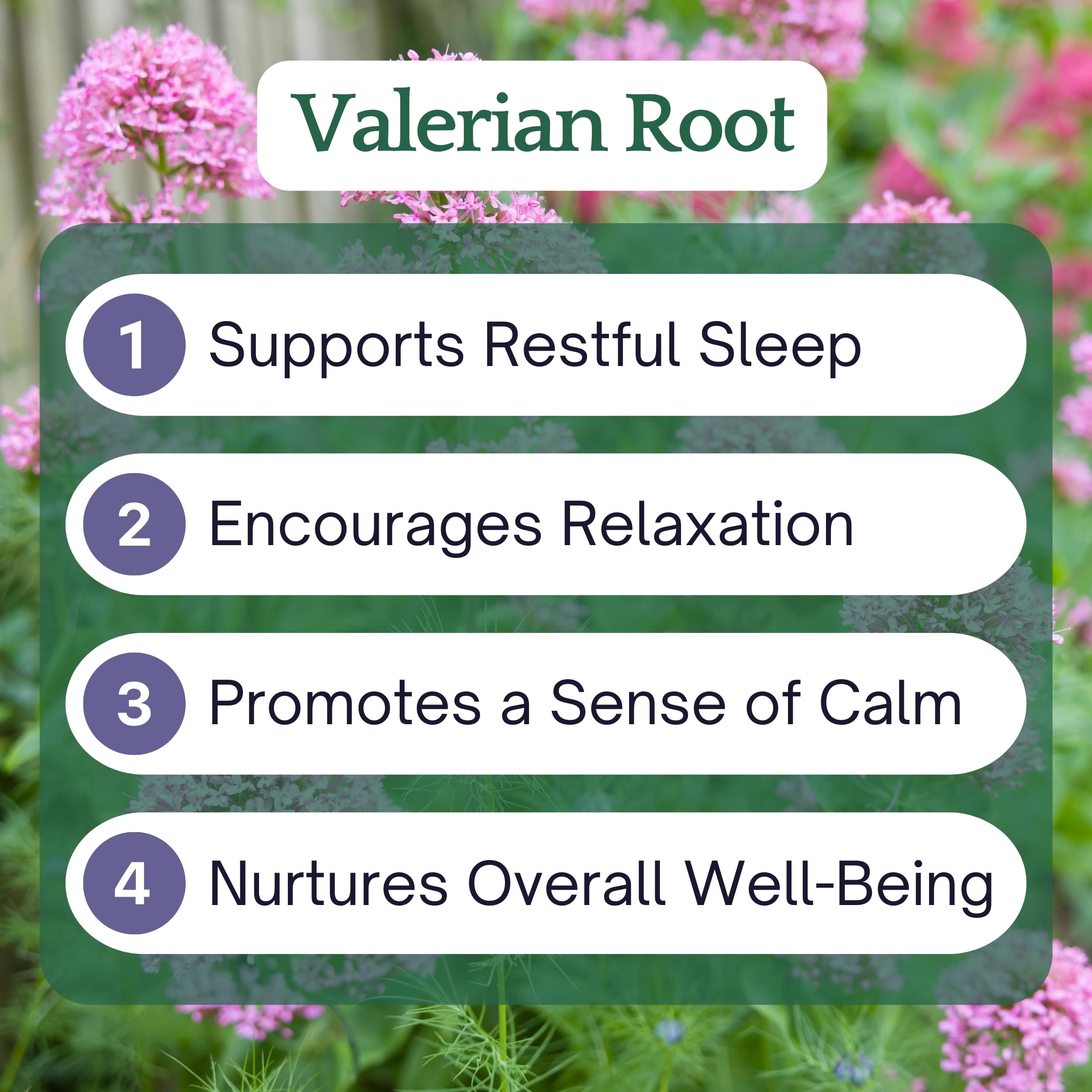 Herb Lore USDA Organic Valerian Root Tincture - Liquid Sleep Aid Drops for Adults & Kids - Alcohol Free (4 fl oz)