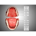 thumbnail image 1 of structure des Dents Humaines avec Étiquettes Affiche Imprimée (16 x 12), 1 of 1
