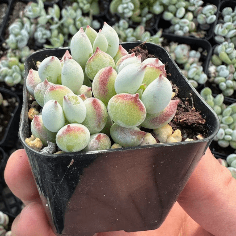 Cotyledon Pendens Succulent Live Plant, Trailing Succulent Plant Live Houseplant in 2 Inch Pot, Small Succulent Live Plant