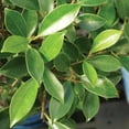 thumbnail image 2 of Golden Gate Ficus (Indoor), 2 of 5