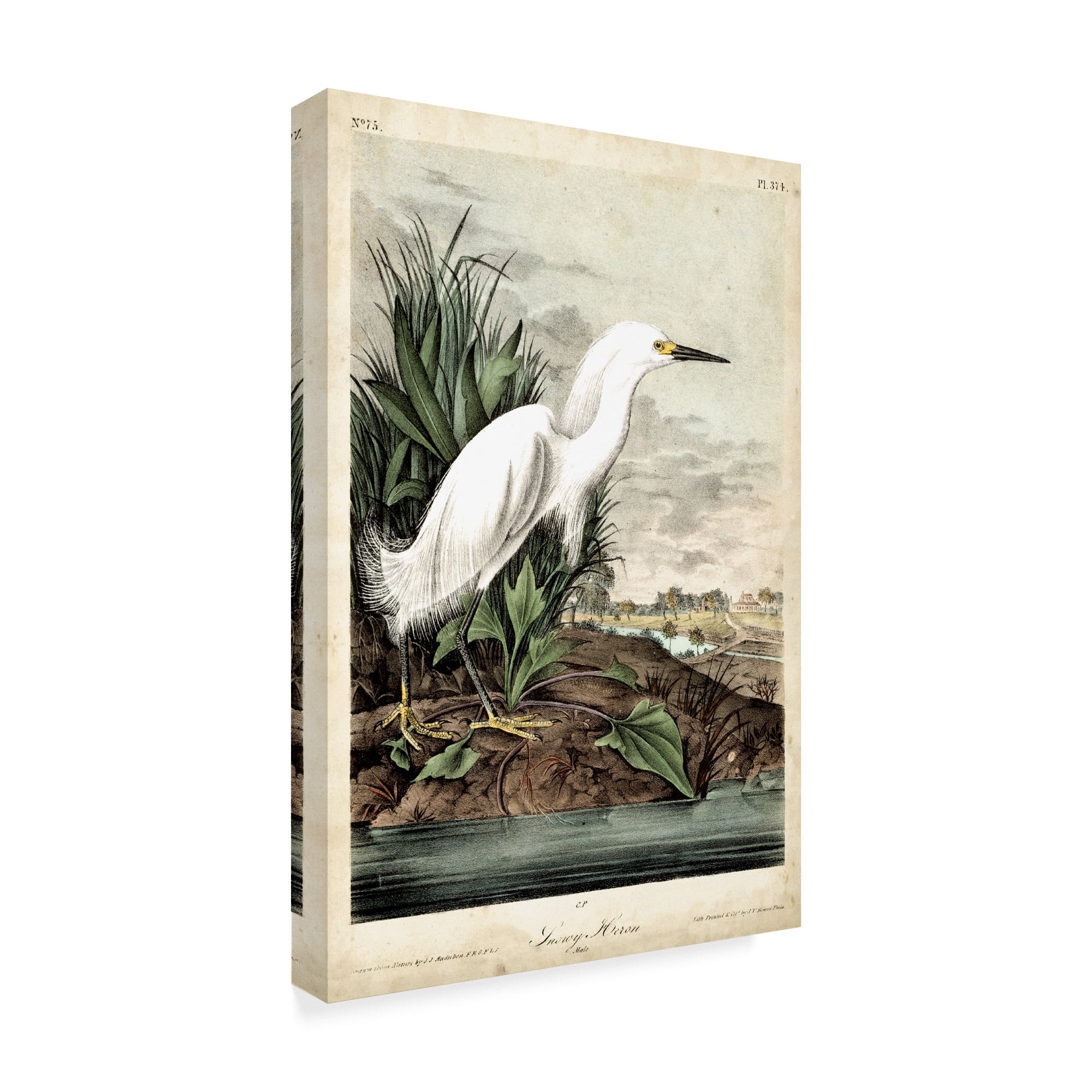 Trademark Fine Art 'Snowy Heron White' Canvas Art by John James Audubon