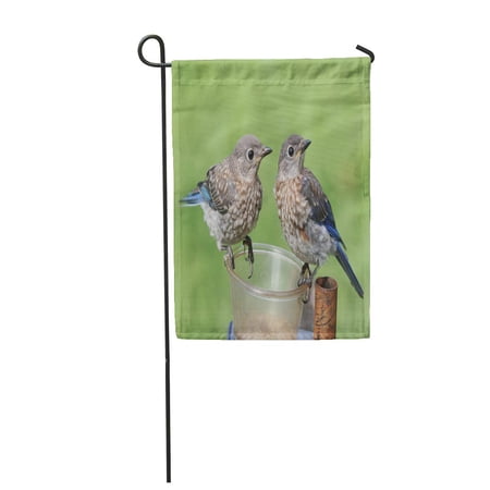 SIDONKU Pair of Juvenile Eastern Bluebirds Sialia Sialis Sitting on Feeder Garden Flag Decorative Flag House Banner 12x18 inch
