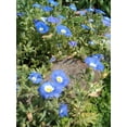 thumbnail image 2 of 25 BLUE CHILEAN BELLFLOWER Nolana Paradoxa Succulent Ground Cover Flower Seeds, 2 of 5