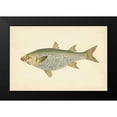 thumbnail image 2 of Donovan 14x11 Black Modern Framed Museum Art Print Titled - Donovan Antique Fish IV, 2 of 5