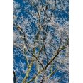 thumbnail image 2 of Goldwitz, Robert 13x18 Gold Ornate Wood Framed with Double Matting Museum Art Print Titled - Ice Storm Branches, 2 of 4