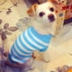 thumbnail image 4 of Suéter cálido a rayas para perros y gatos, jersey suave para otoño, ropa para mascotas de invierno, prendas de punto con cuello alto trenzado para gatito, gato, perro, cachorro 141, 4 of 7